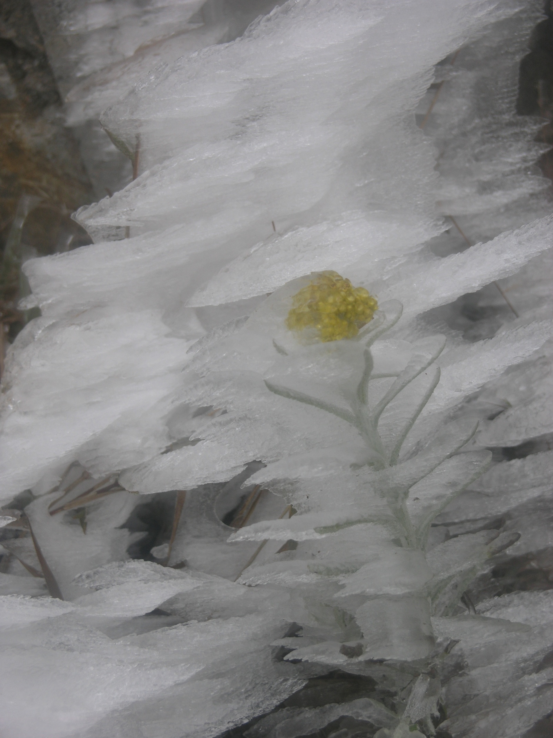 Băng tuyết vẫn phủ trắng nhiều khu vực tại thị trấn Sapa.