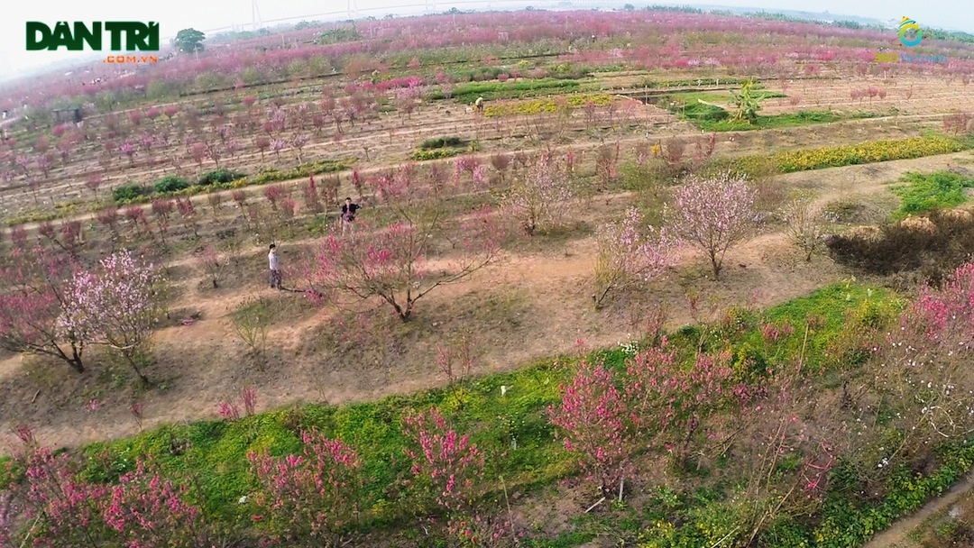 Chiêm ngưỡng vẻ đẹp làng đào lớn nhất Việt Nam nhìn từ trên cao - 7 Ban Video