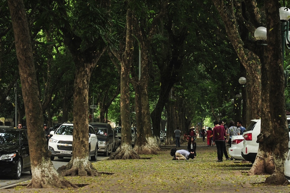 Hà Nội mùa lá rụng đẹp đến nao lòng