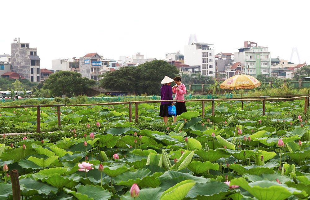 Mướt mồ hôi chụp sen Hồ Tây dưới nắng nóng "thiêu đốt" - 5 Vào những ngày này, lá sen, nón, ô... trở thành đạo cụ bất ly thân