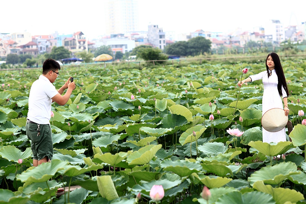 Mướt mồ hôi chụp sen Hồ Tây dưới nắng nóng "thiêu đốt" - 7 Mọi bóng râm đều được tận dụng