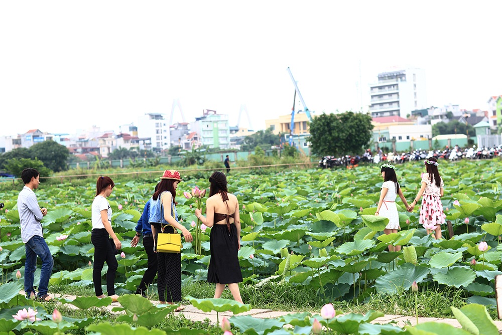 Mướt mồ hôi chụp sen Hồ Tây dưới nắng nóng "thiêu đốt" - 11 Dù dưới trời nóng, các cô gái vẫn vui cười tạo dáng để có được những bức hình như ý