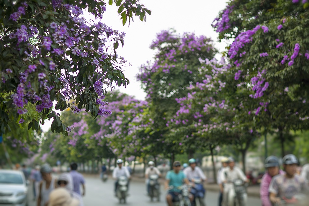 Phố Kim Mã trong sắc tím hoa bằng lăng