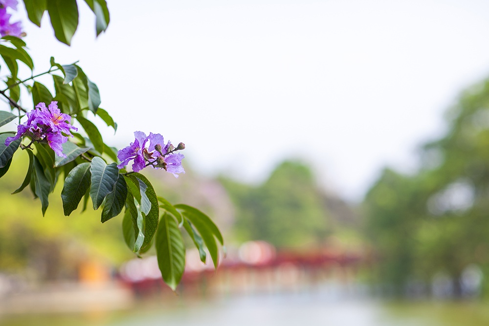 Sắc hoa nhuộm tím những con đường