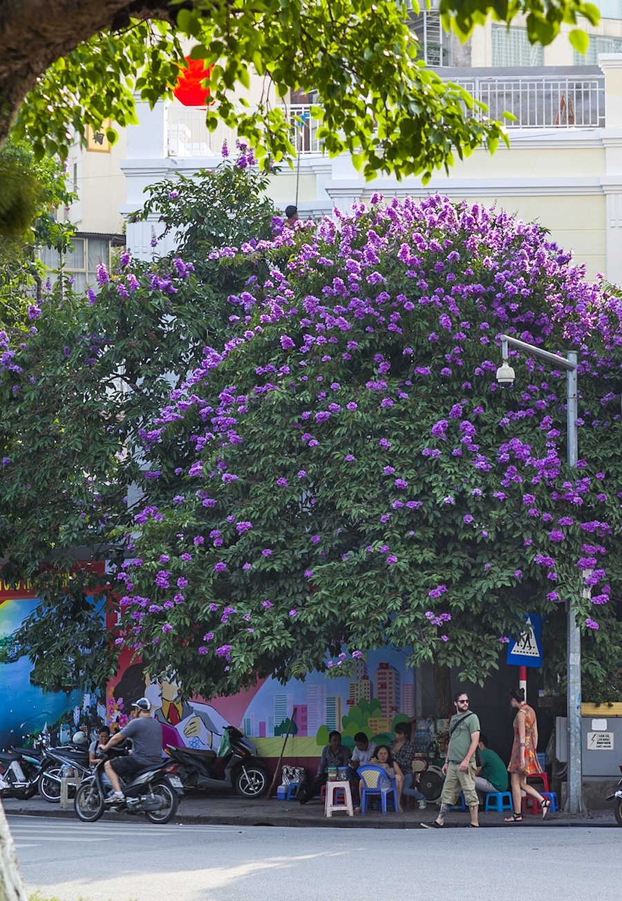 Phố Kim Mã trong sắc tím hoa bằng lăng