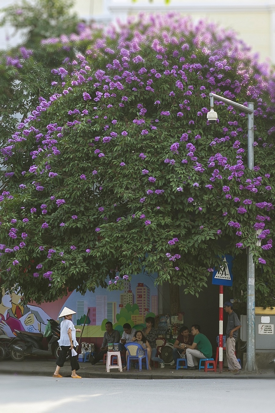 Sắc tím mỗi góc phố