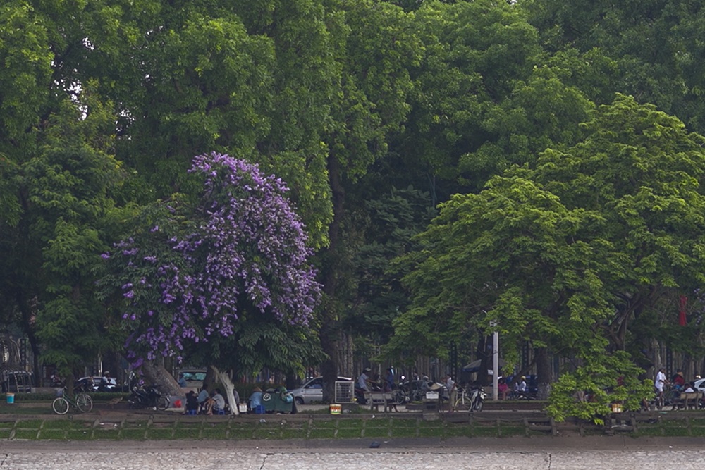 Sắc hoa nhuộm tím những con đường