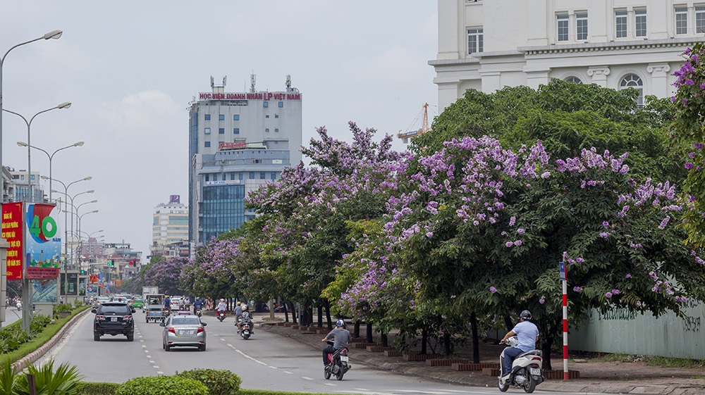 Ra đường Hà Nội trong một sáng tháng 5 để thêm yêu những màu hoa trong thành phố...