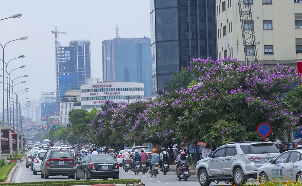 Sắc hoa nhuộm tím những con đường