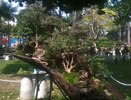 Cây mai tím thuộc vào loại cực hiếm được trưng bày ở Hội Hoa Xuân TPHCM