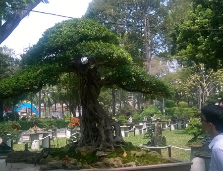 Hay gốc si lớn khiến người ta phải ngản ngơ nhìn ngắm