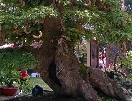 Cây me bonsai gốc lớn cho trái xum xuê