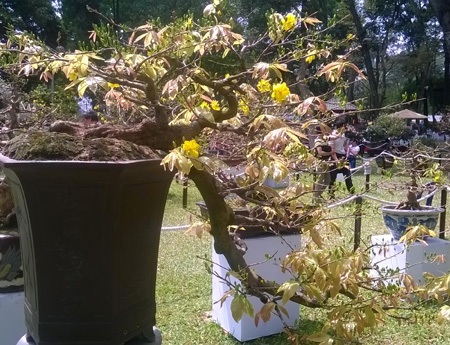 Gốc mai quý có dáng rất lạ