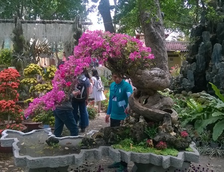 Cây bông giấy kiểng thân cổ thụ một người ôm không xuể