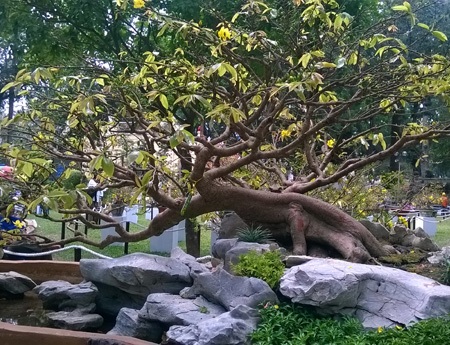 Gốc sứ không lồ cũng được xem là vô giá được chăm tỉa kỹ bởi các nghệ nhân