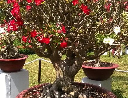 Gốc sứ không lồ cũng được xem là vô giá được chăm tỉa kỹ bởi các nghệ nhân