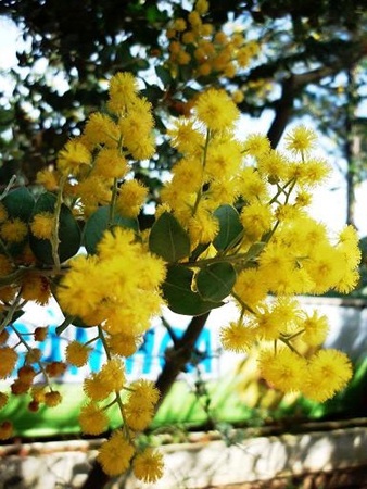 Miền ký ức - Mimosa - 1 Miền ký ức - Mimosa - 1