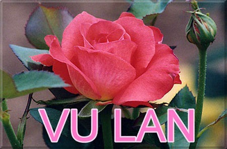Viết cho MẸ của con từ ký túc xá Bách khoa Đà Nẵng - 1 Viết cho MẸ của con từ ký túc xá Bách khoa Đà Nẵng - 1