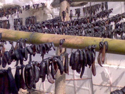 Con đỉa – đừng tưởng chuyện bé tẻo teo! - 1