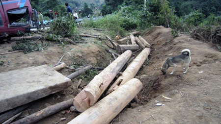 Nếu xe chở gỗ lậu không bị nạn, rừng còn chảy máu nhiều nữa... - 1