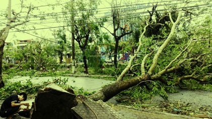 Cây đổ la liệt tại TP Thái Bình (Ảnh: Anh Thế)