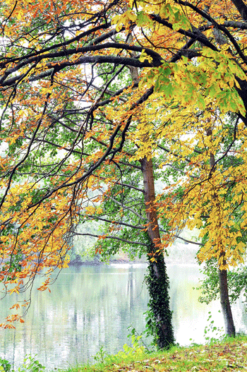 Cảnh sắc mùa thu nước Đức (ảnh từ internet)