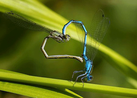 Mở ngăn “Mùa Yêu”