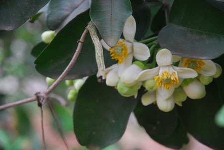 (ảnh: Hồng Ngọc)