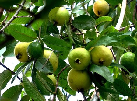 Ngọt ngào mùa ổi quê hương - 1 (ảnh: Diệu Ái)