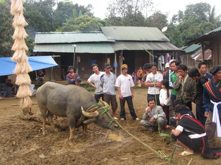 “Cúng đuổi bệnh” vẫn tiền mất, tật mang - 1 Một con trâu được chuẩn bị làm lễ vật cúng thần linh