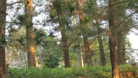 Xúc cảm Trường Sơn - 4 Hàng dương xanh ngát ở nghĩa trang Trường Sơn