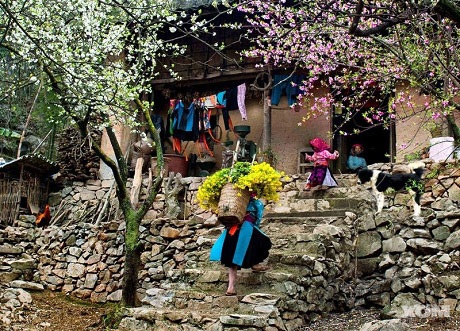 Hoa đào, hoa mận trước hiên nhà (ảnh: Diary of Kathya)