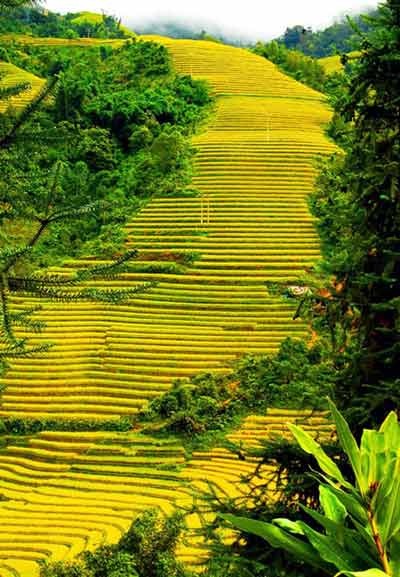 Đi tìm hương sắc tháng Năm - 1 Ruộng bậc thang Sapa (ảnh minh họa: Phạm Ngọc Triển)