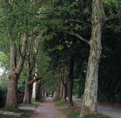 Mùa thu thiếu nắng (gần Zeitz, CHLB Đức)