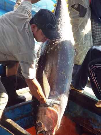 (Bài 4): Phương pháp học đánh giá chất lượng cá Ngừ hiệu quả - 1 Ngư dân vận chuyển cá từ hầm lên khoang (ảnh: Viết Hảo)