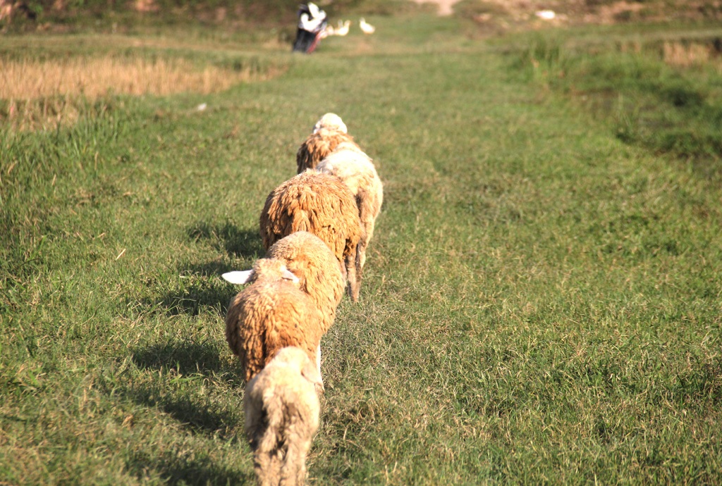 Đàn cừu theo nhau đi ăn ngoài đồng.