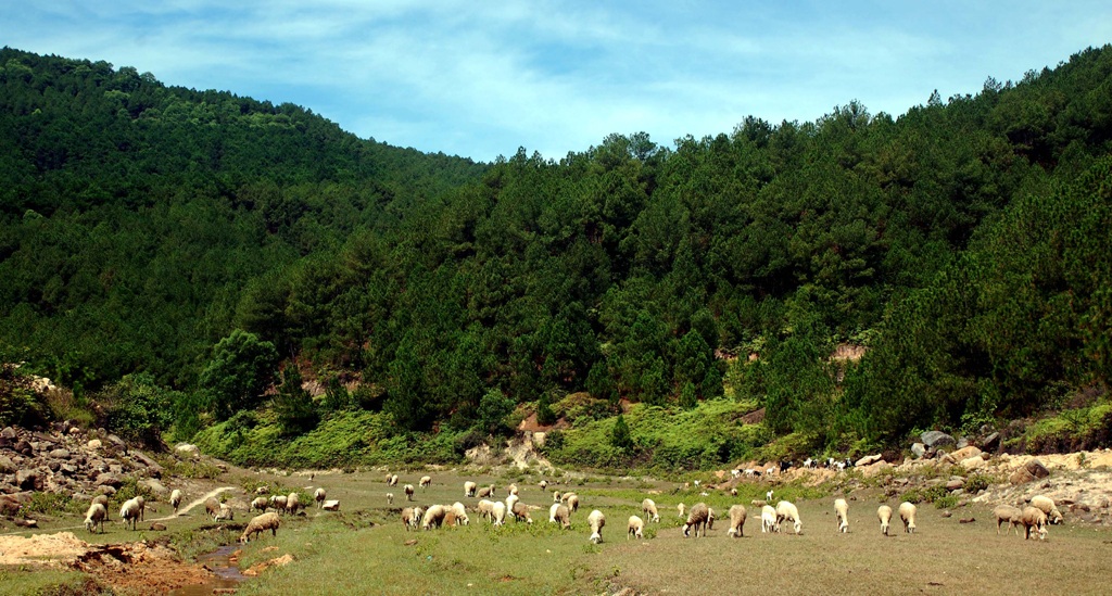 Đàn cừu ăn ở những thung lũng nhỏ, đẹp dưới những khóm cây xanh..