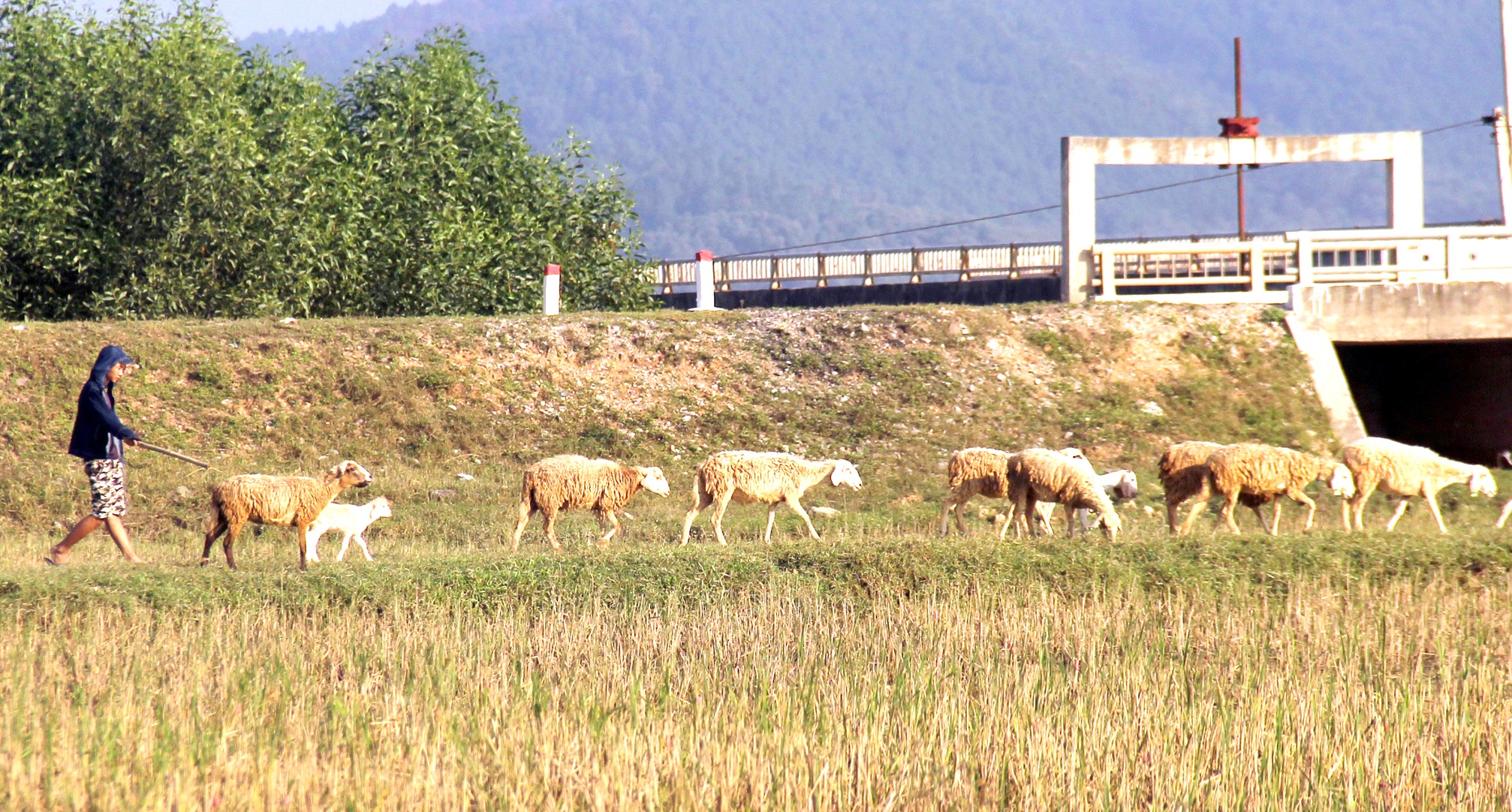 Chiêm ngưỡng đàn cừu đầu tiên của xứ Nghệ - 16 Chiêm ngưỡng đàn cừu đầu tiên của xứ Nghệ - 16