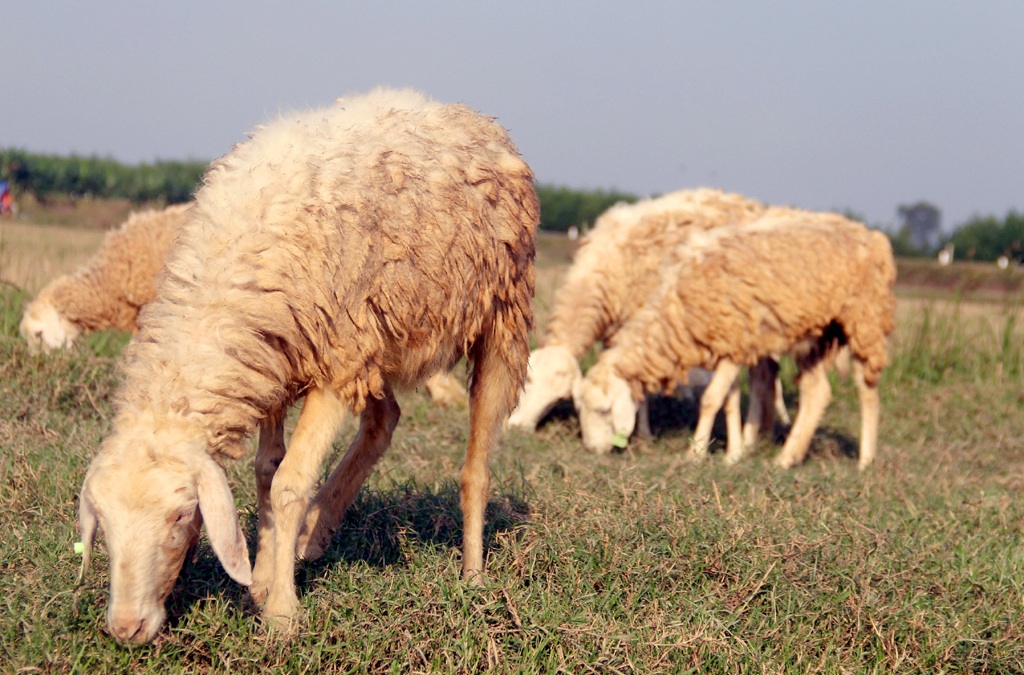 Với số cừu hiện tại, anh Tứ xuất bán cừu hơi cho các thương lái hoặc các nhà hàng khách sạn với gía 140 - 150 ngàn đồng/kg tương đương giá dê, gia đình anh thu về trên 300 triệu đồng.