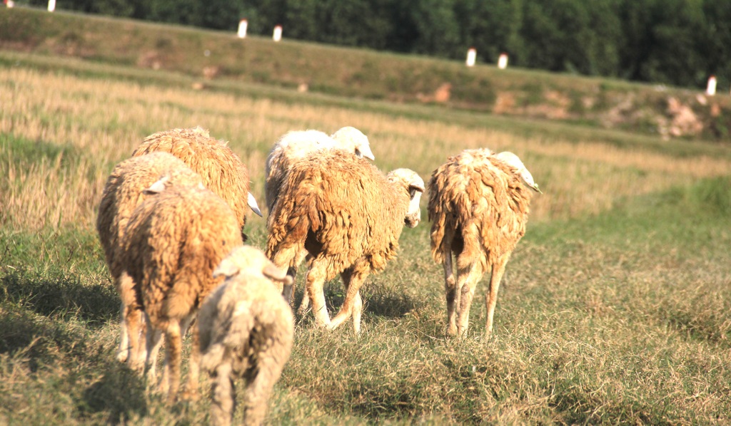 Ngoài ra anh Tứ còn cung cấp cừu giống, chuyển giao khoa học kỹ thuật cho bà con chăn nuôi và bao tiêu sản phẩm. Ngoài ra còn liên kết, thu gom lông cừu để xuất khẩu.