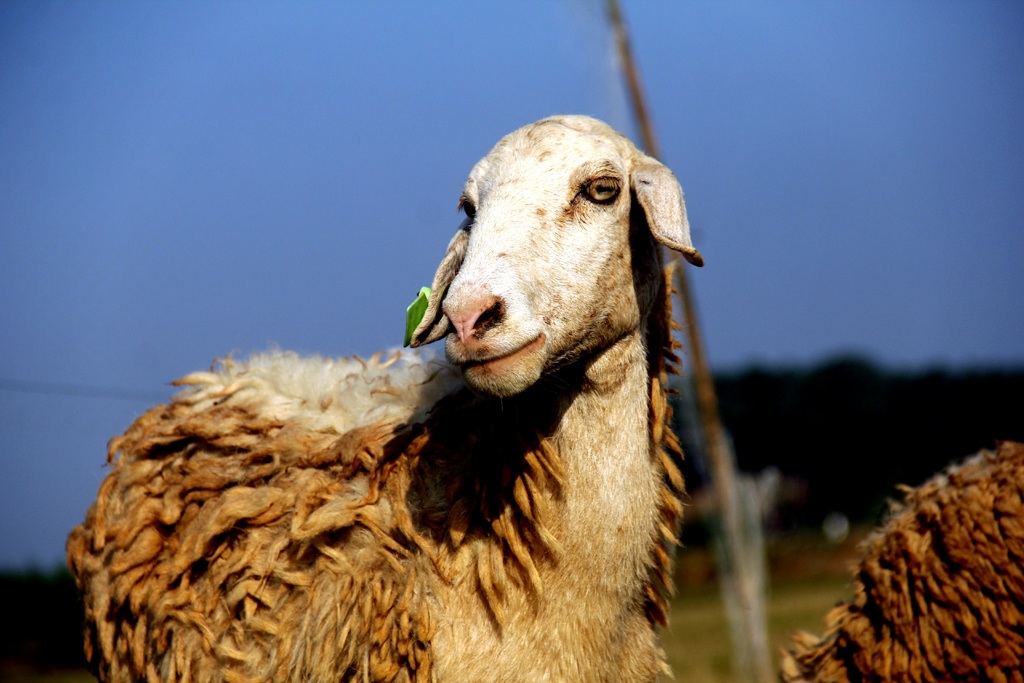 Một con cừu mẹ ánh mắt ưu tư.