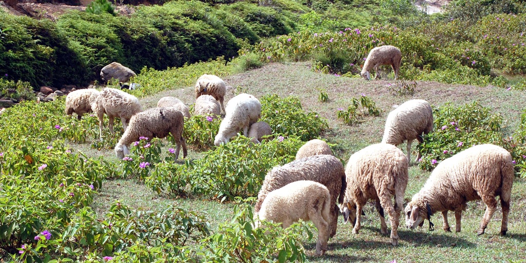 Chiêm ngưỡng đàn cừu đầu tiên của xứ Nghệ - 5