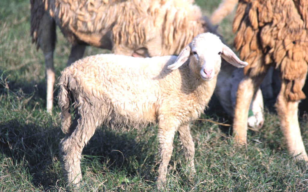 Anh Tứ đang dự định đầu tư mua thêm khoảng 100 con, tăng đàn cừu lên trên 200 con để vừa cung cấp cừu thương phẩm.