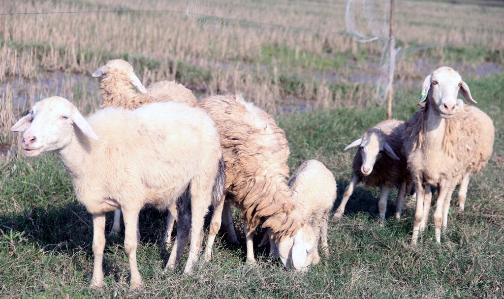 Chiêm ngưỡng đàn cừu đầu tiên của xứ Nghệ - 7 Chiêm ngưỡng đàn cừu đầu tiên của xứ Nghệ - 7