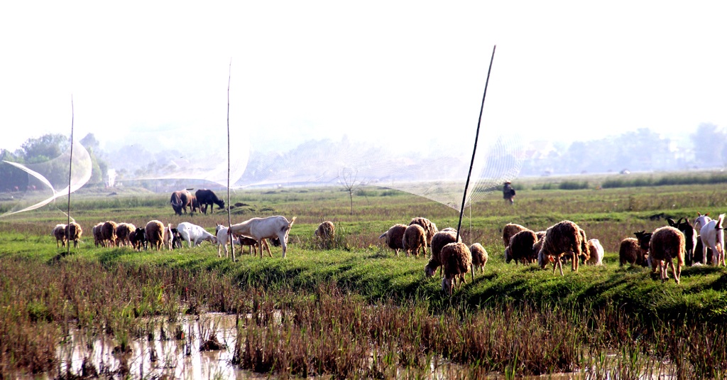 Chúng được lùa đi ăn trên cánh đồng mới gặt lúa.