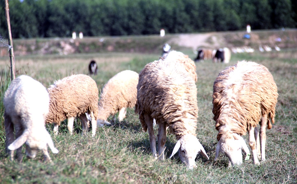 Chiêm ngưỡng đàn cừu đầu tiên của xứ Nghệ - 10