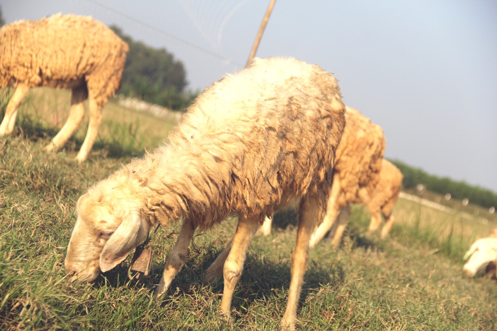 Chiêm ngưỡng đàn cừu đầu tiên của xứ Nghệ - 14