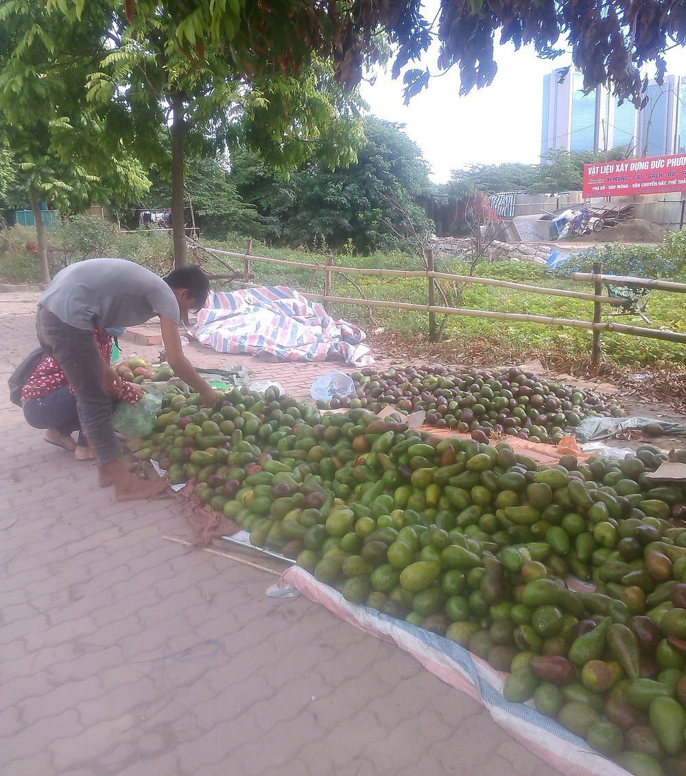 "Đắng lòng" trái bơ Việt giá rẻ, đổ đống trên vỉa hè - 1 Trái bơ Việt Nam giá rẻ bán đổ đống ở vỉa hè đường Khuất Duy
Tiến - Thanh Xuân (Hà Nội)