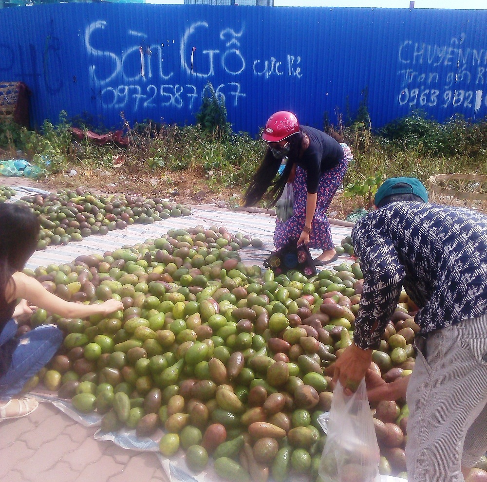 Trái bơ Việt Nam giá rẻ bán đổ đống ở vỉa hè đường Khuất Duy
Tiến - Thanh Xuân (Hà Nội)