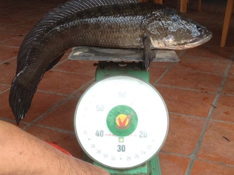 Choáng với cá lóc khủng nuôi trong... hồ kiếng - 2 Con cá lóc cân nặng 6,1 kg. Ảnh: Trần Ngọc